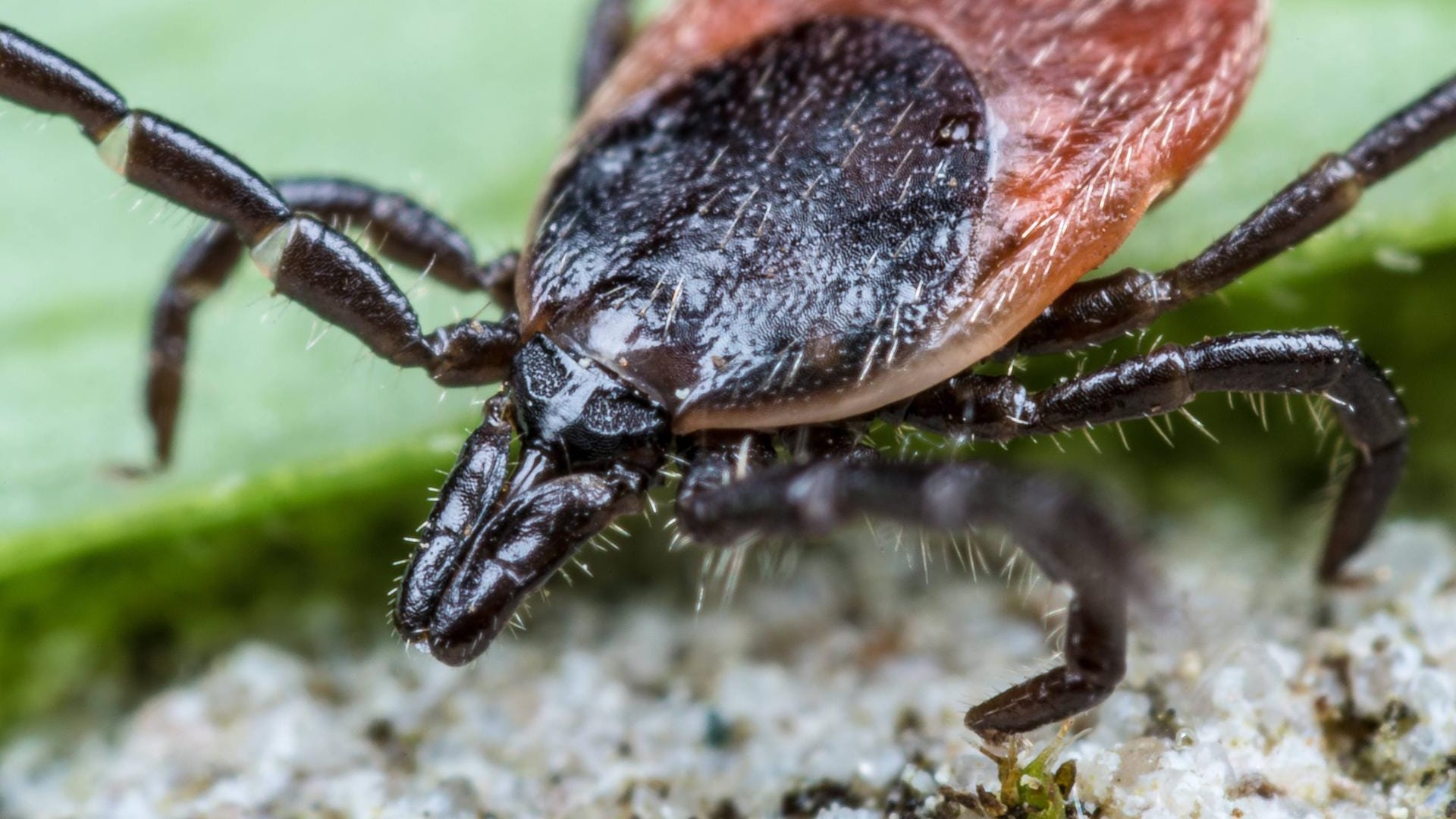 Nahaufnahme des Gemeinen Hausbocks: Die Zeckenart mit dem dunkelbraunen Schild kann Borreliose übertragen.