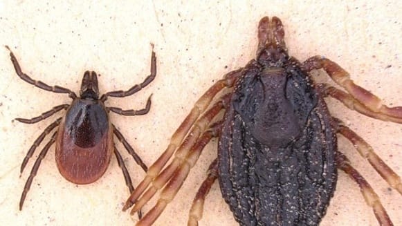 Gemeiner Holzbock und Hyalomma marginatum im Vergleich: Die größere Zeckenart stammt vermutlich aus den Tropen.