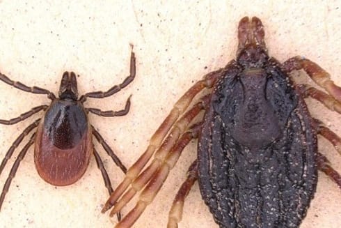 Gemeiner Holzbock und Hyalomma marginatum im Vergleich: Die größere Zeckenart stammt vermutlich aus den Tropen.
