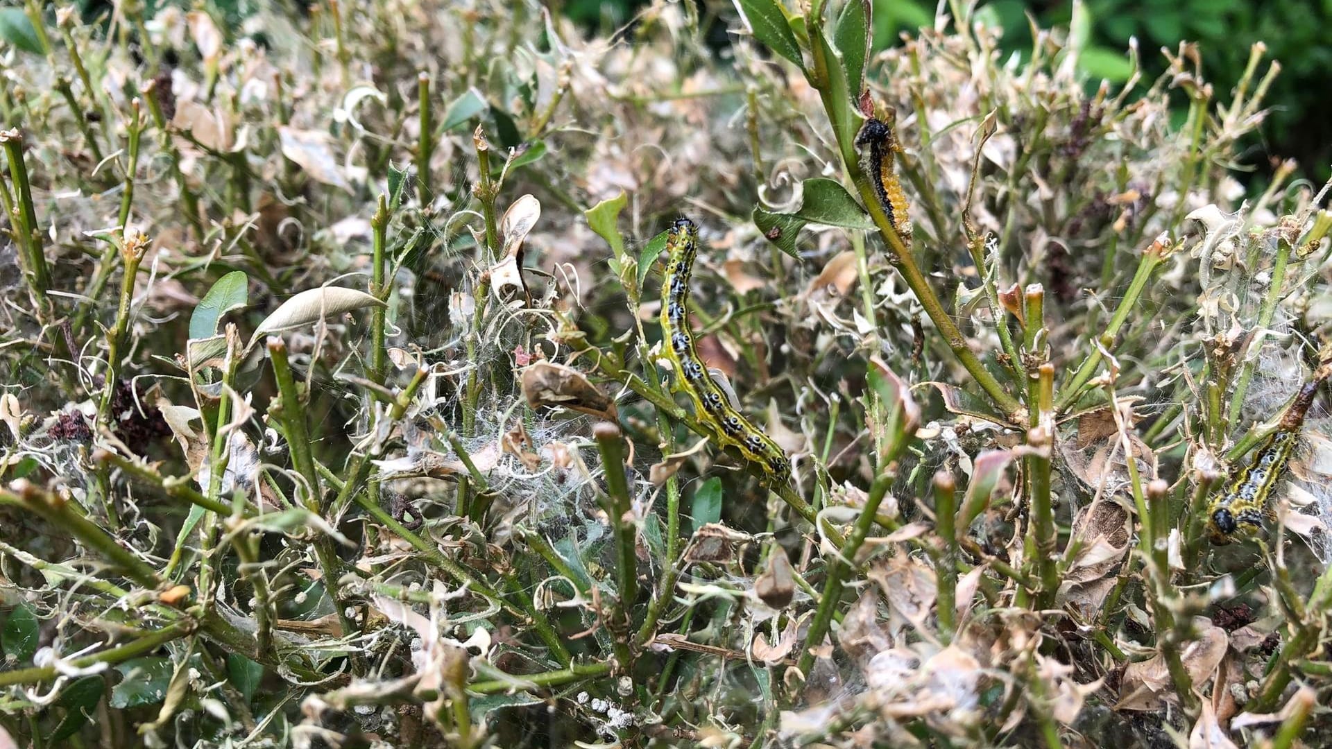 Buchsbaumzünsler im Buchsbaum: Die Raupen können Sie entweder mithilfe von Gartenhandschuhen oder alten Servierzangen absammeln.