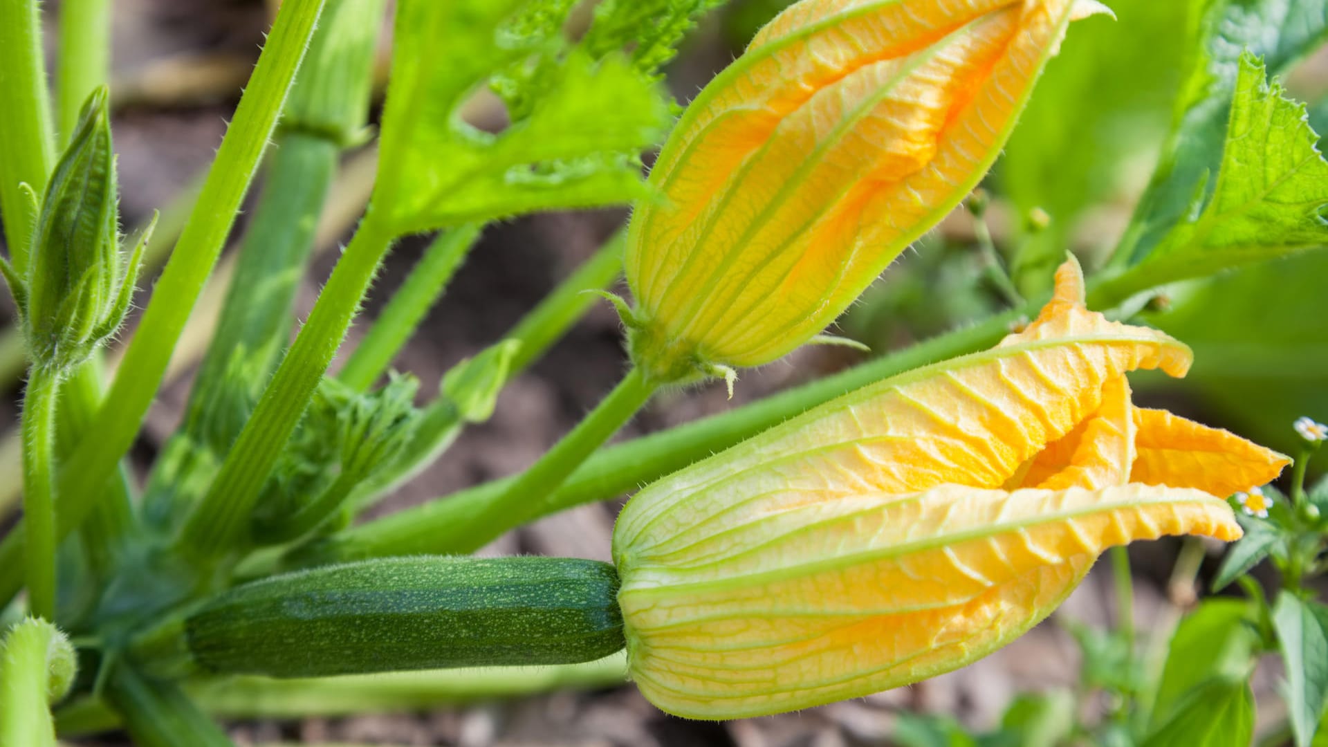 Männliche und weibliche Zucchiniblüte: Sowohl die Blüte als auch die Frucht an sich können verzehrt werden.