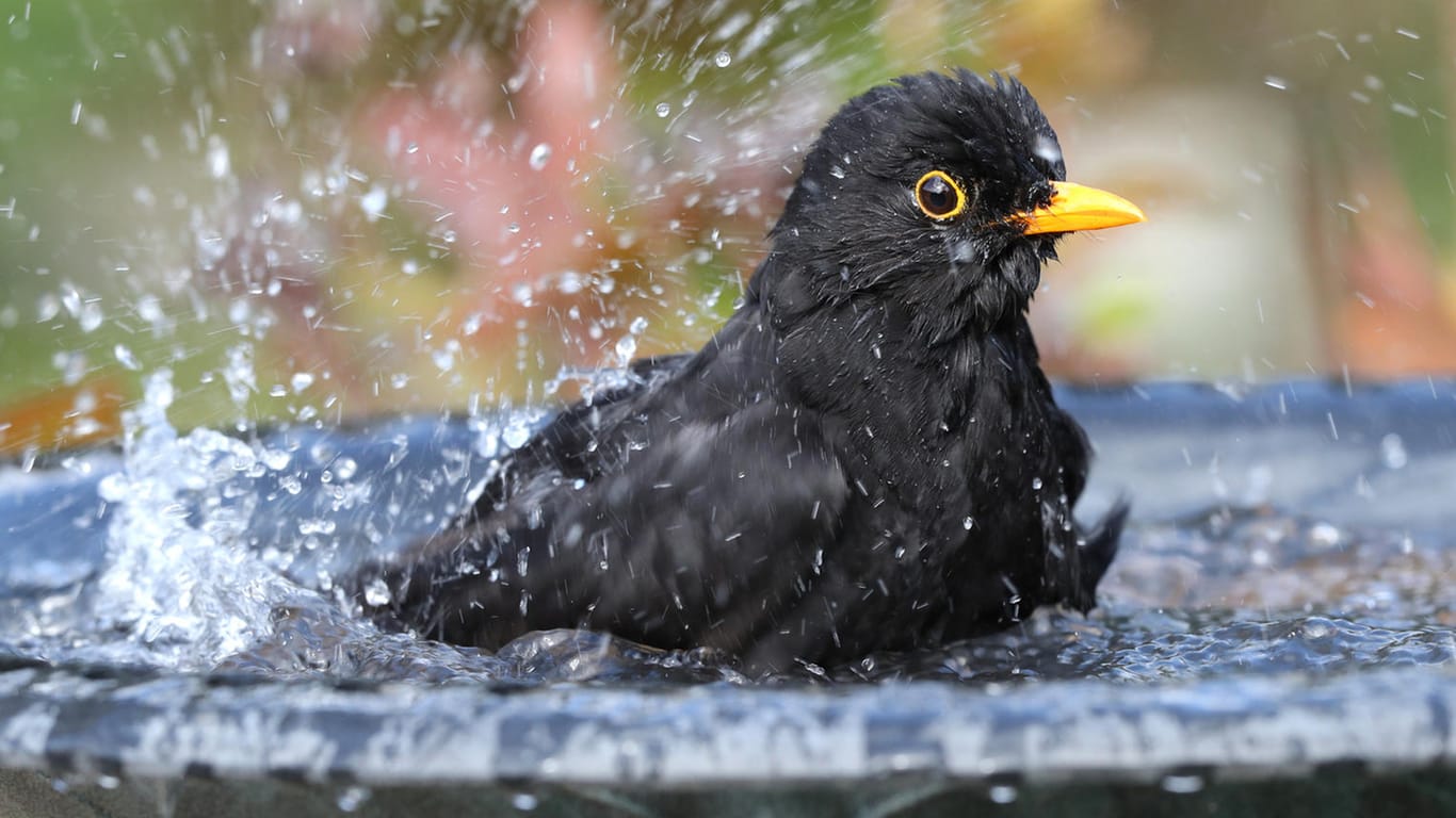 Vogelbad: Bei Hitze kühlen sich viele Vögel in flachen Flussläufen ab.