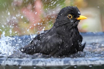 Vogelbad: Bei Hitze kühlen sich viele Vögel in flachen Flussläufen ab.