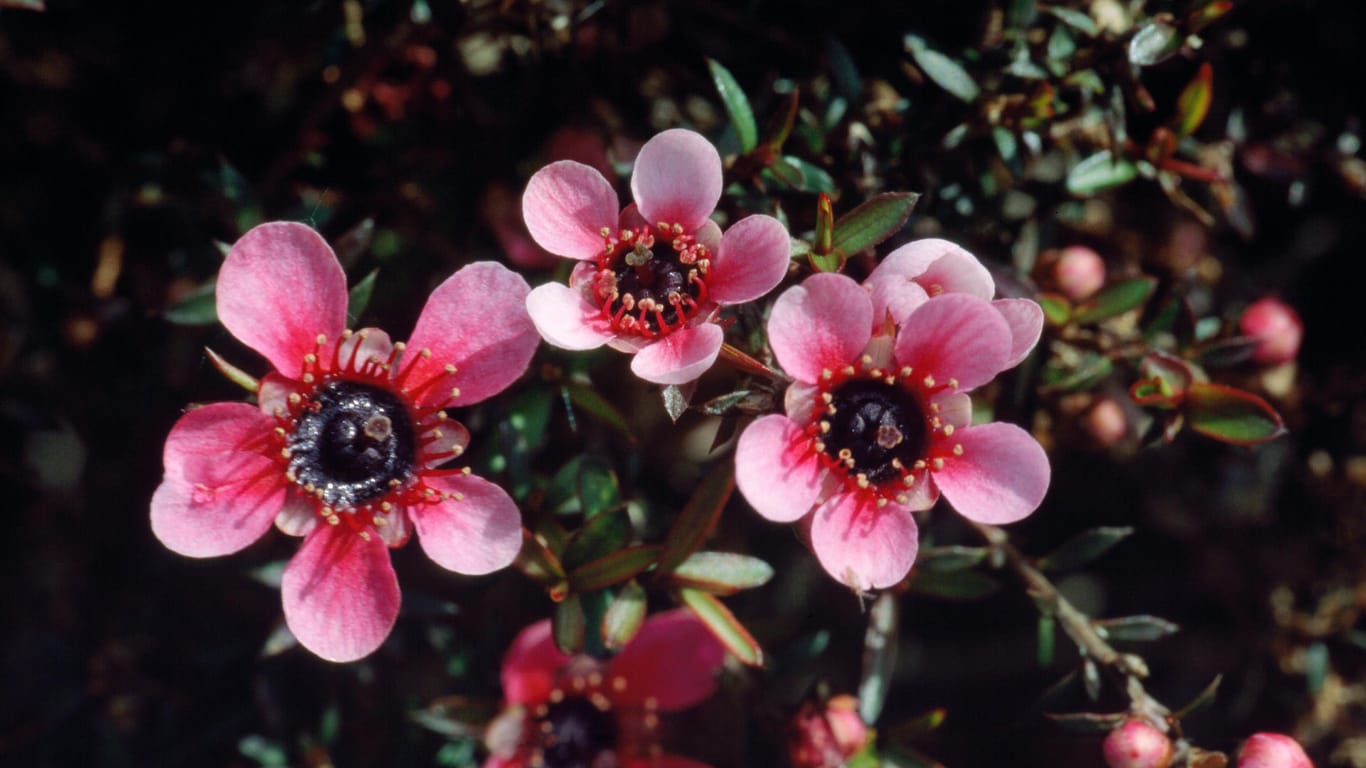 Manuka-Blüte: Der Honig wird aus dem Nektar der Blüten des Manuka-Strauchs (Leptospermum scoparium) gewonnen.