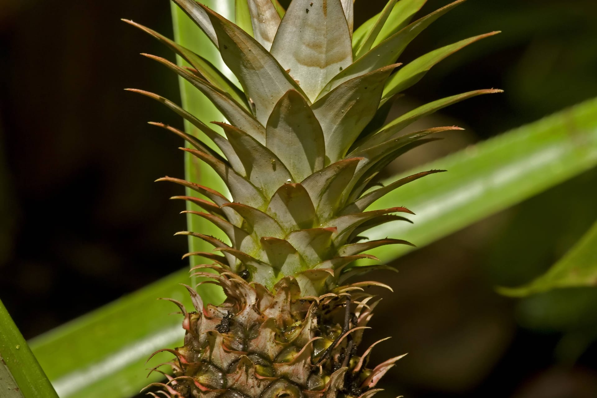 Eine gezüchtete Ananas.