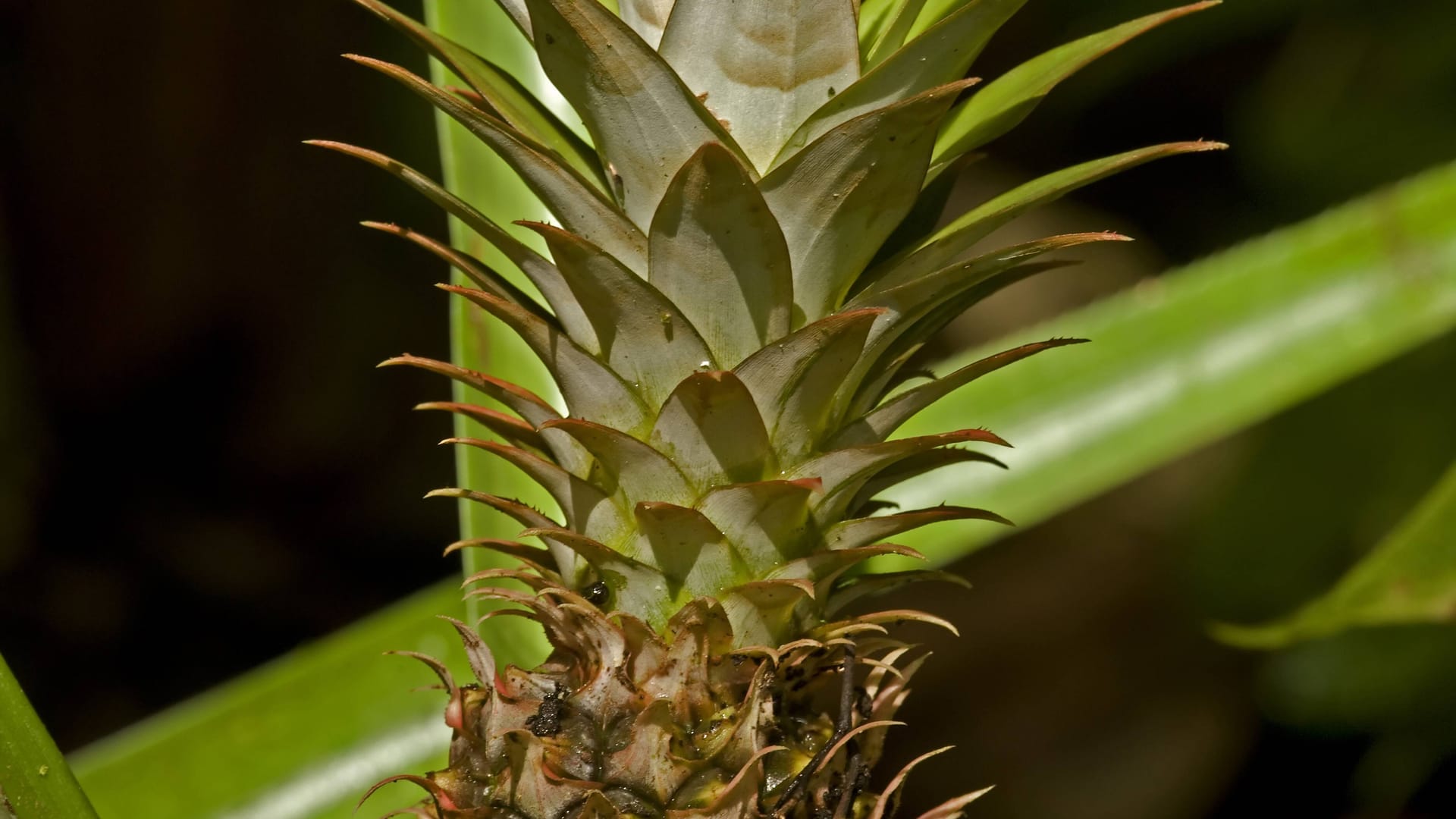 Eine gezüchtete Ananas.