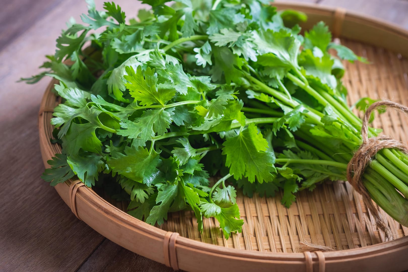 Gartenkraut: Koriander lässt sich im eigenen Garten anbauen.