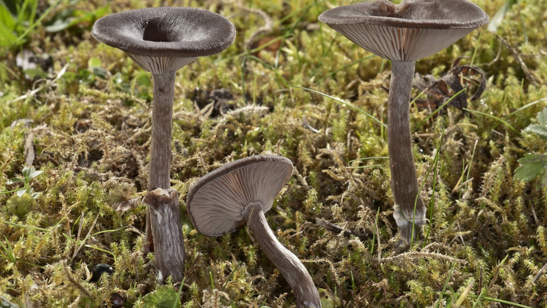 Kaffeebrauner Gabeltrichterling (Pseudoclitocybe cyathiformis): Der Winterpilz gilt in Griechenland und Bulgarien als Delikatesse.