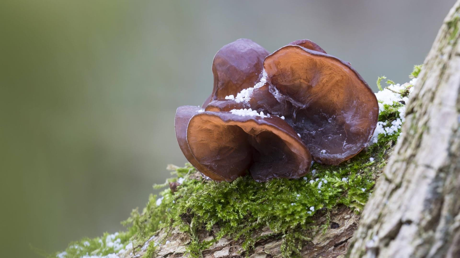 Judasohr: Der Winterpilz ist auch unter den Namen Ohrlappenpilz oder Holunderschwamm bekannt.