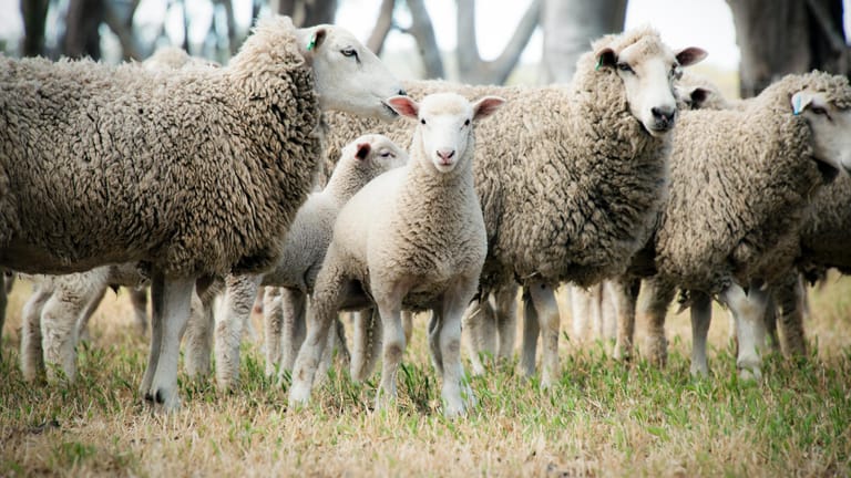 Schafe: Mitte Juni gibt es häufig ein paar kühlere Tage, die Schafskälte heißen.