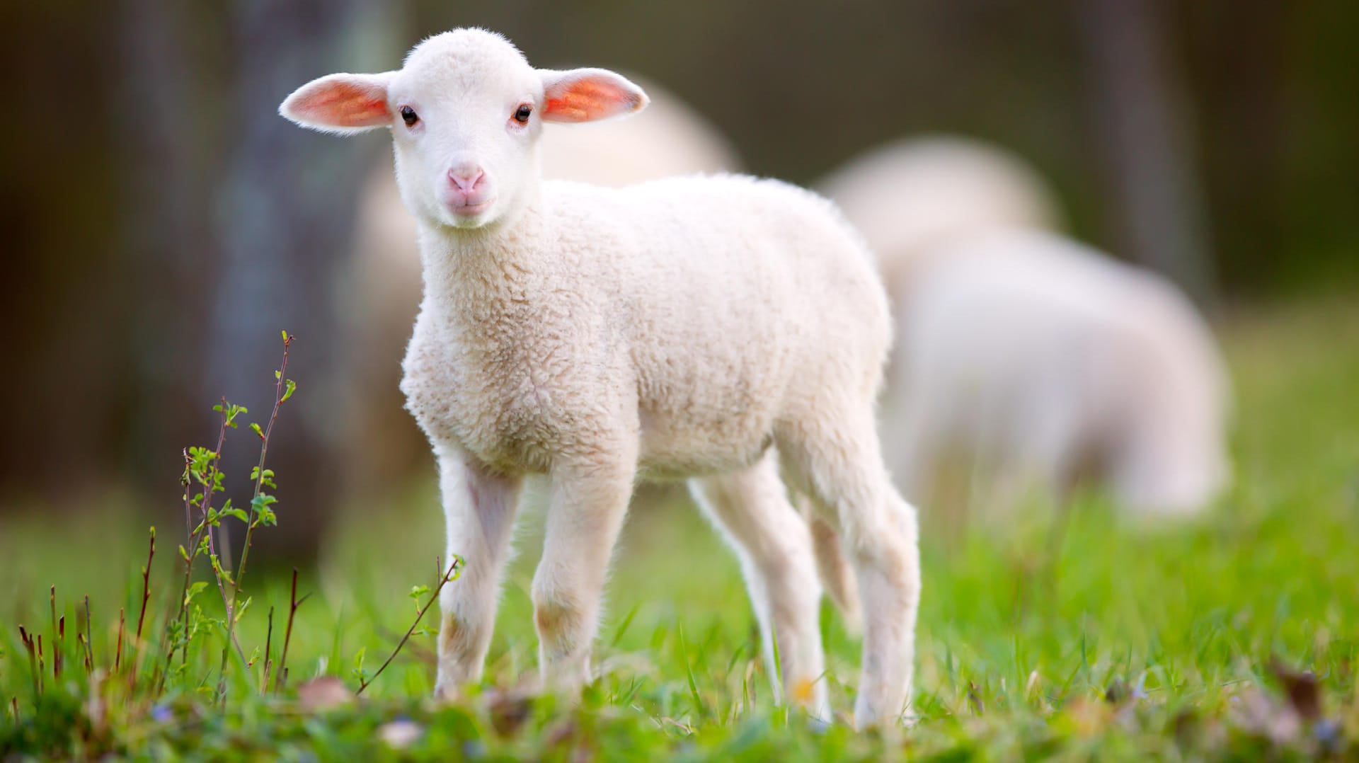 Lamm: Ein Kälteeinbruch kann den Tieren schaden.