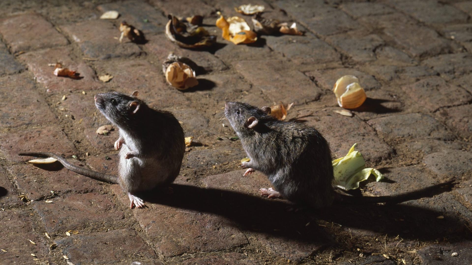 Wanderratten (Rattus norvegicus): Ursprünglich stammen die kleinen Nager aus Südostasien. Später wanderten sie nach Mitteleuropa.