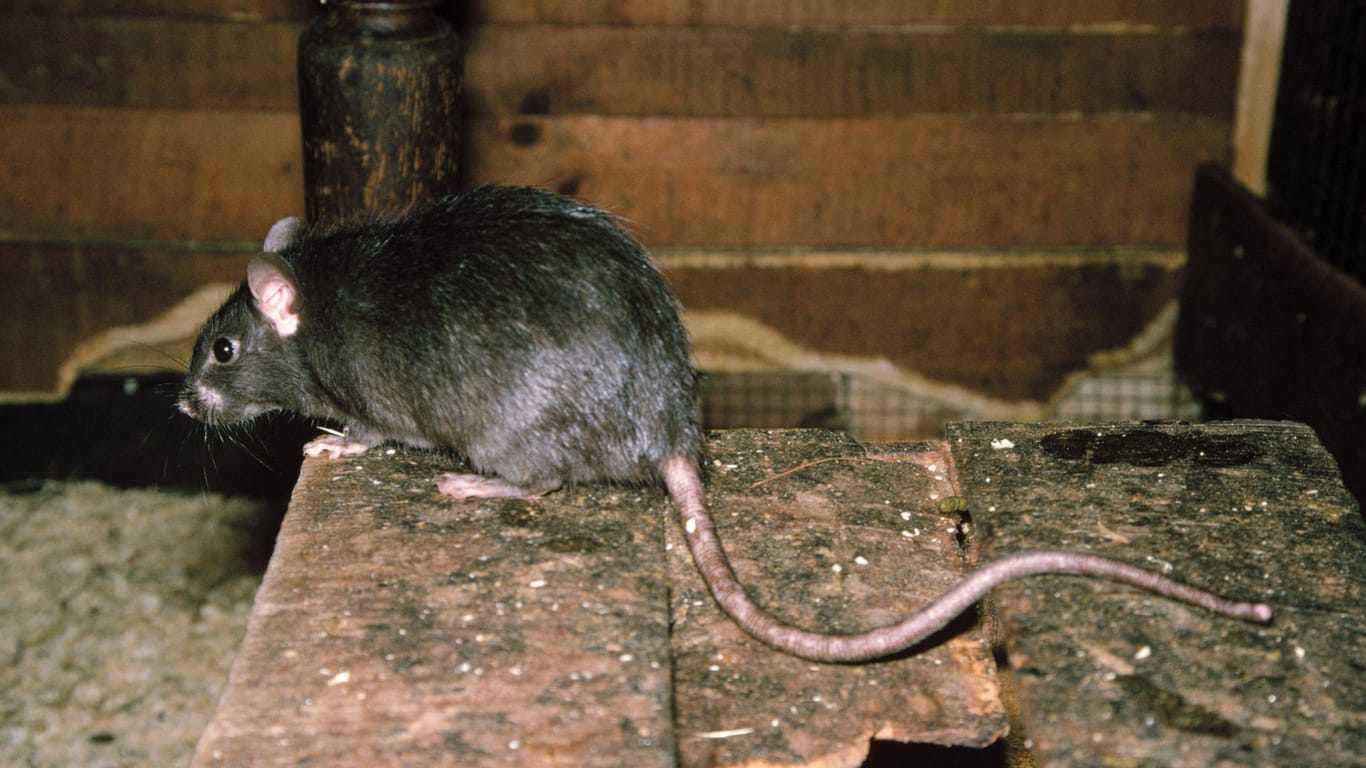 Hausratte (Rattus rattus): Diese Ratte lebt ungern im Keller, sondern viel lieber auf dem Dachboden.