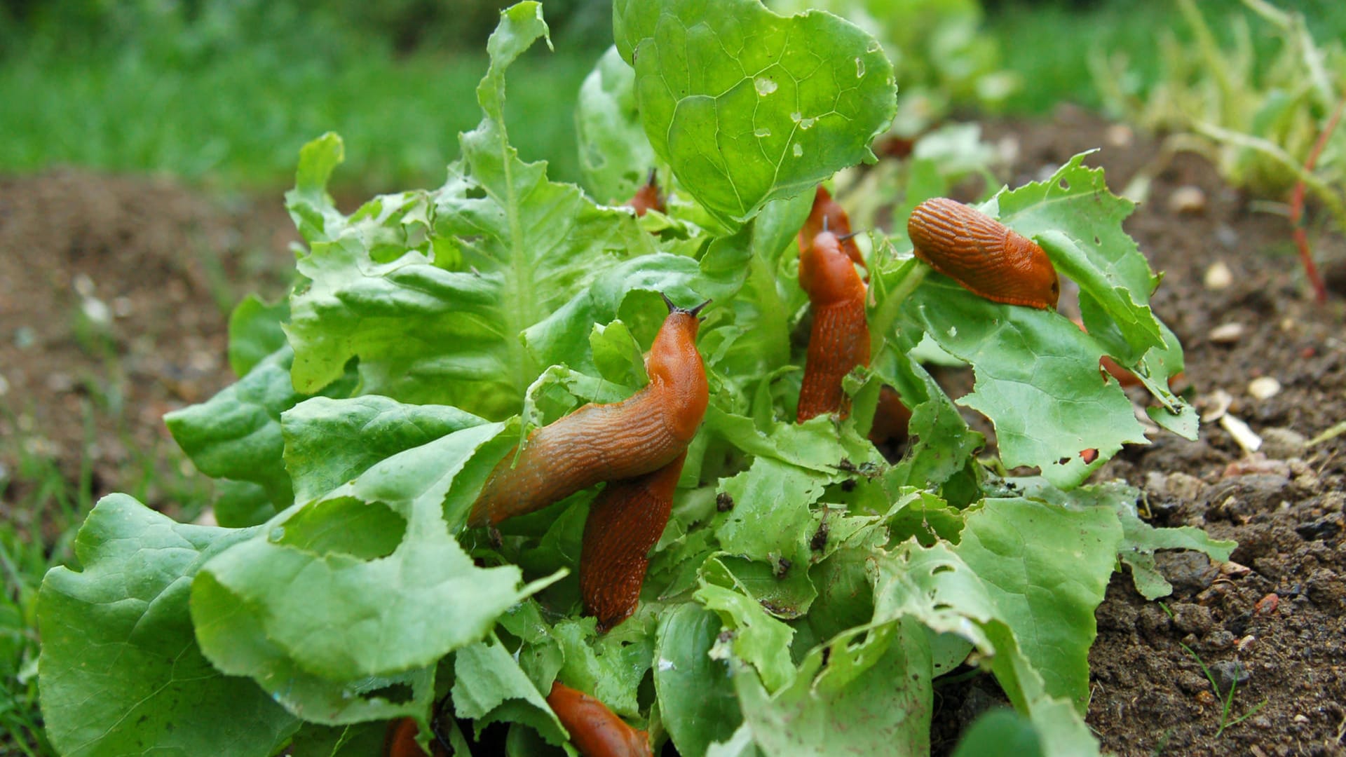 Schecken: Die Weichtiere haben einen scheinbar unstillbaren Appetit.