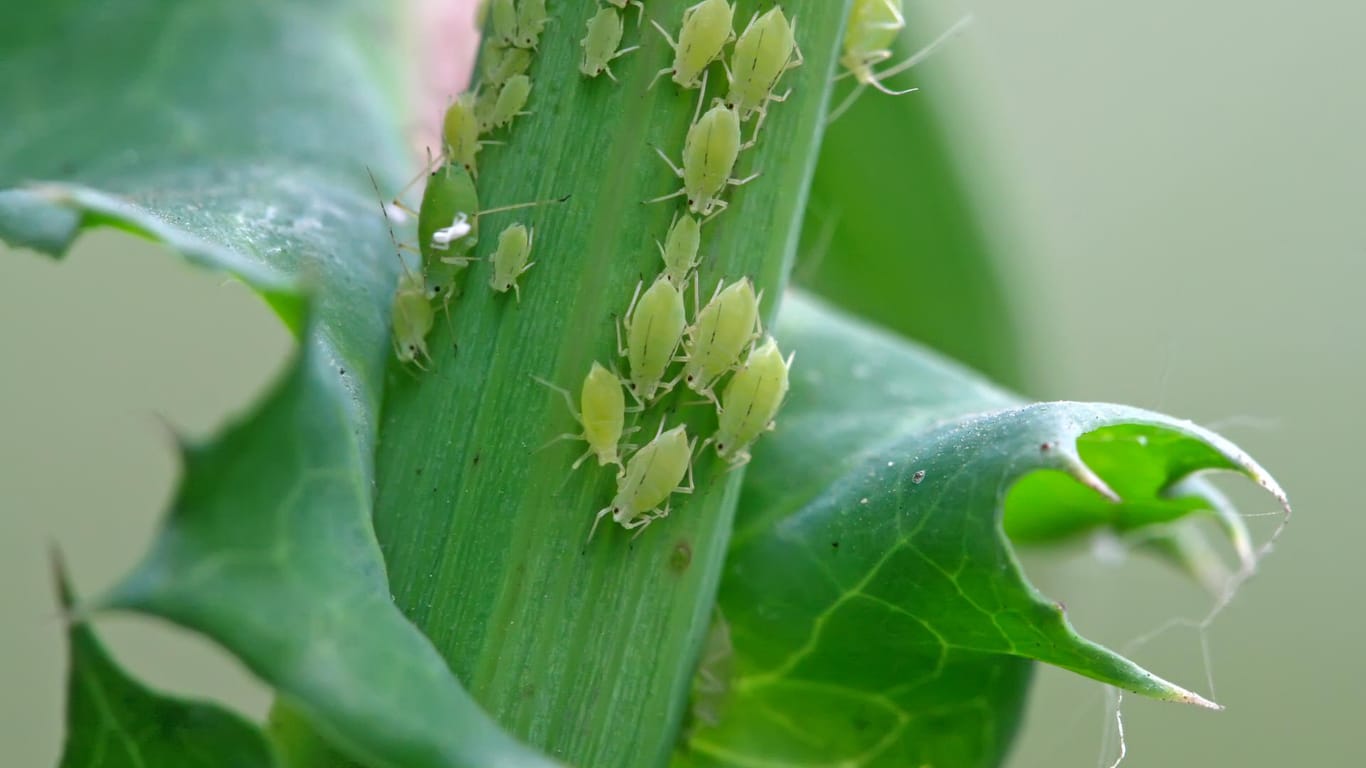 Blattläuse: Die Schädlinge saugen den Lebenssaft aus zahlreichen Pflanzen.