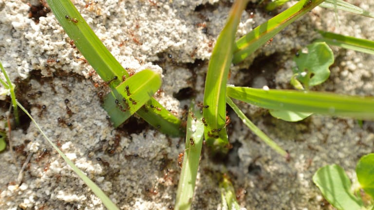 Ameisen: Die Insekten lockern den Boden auf.