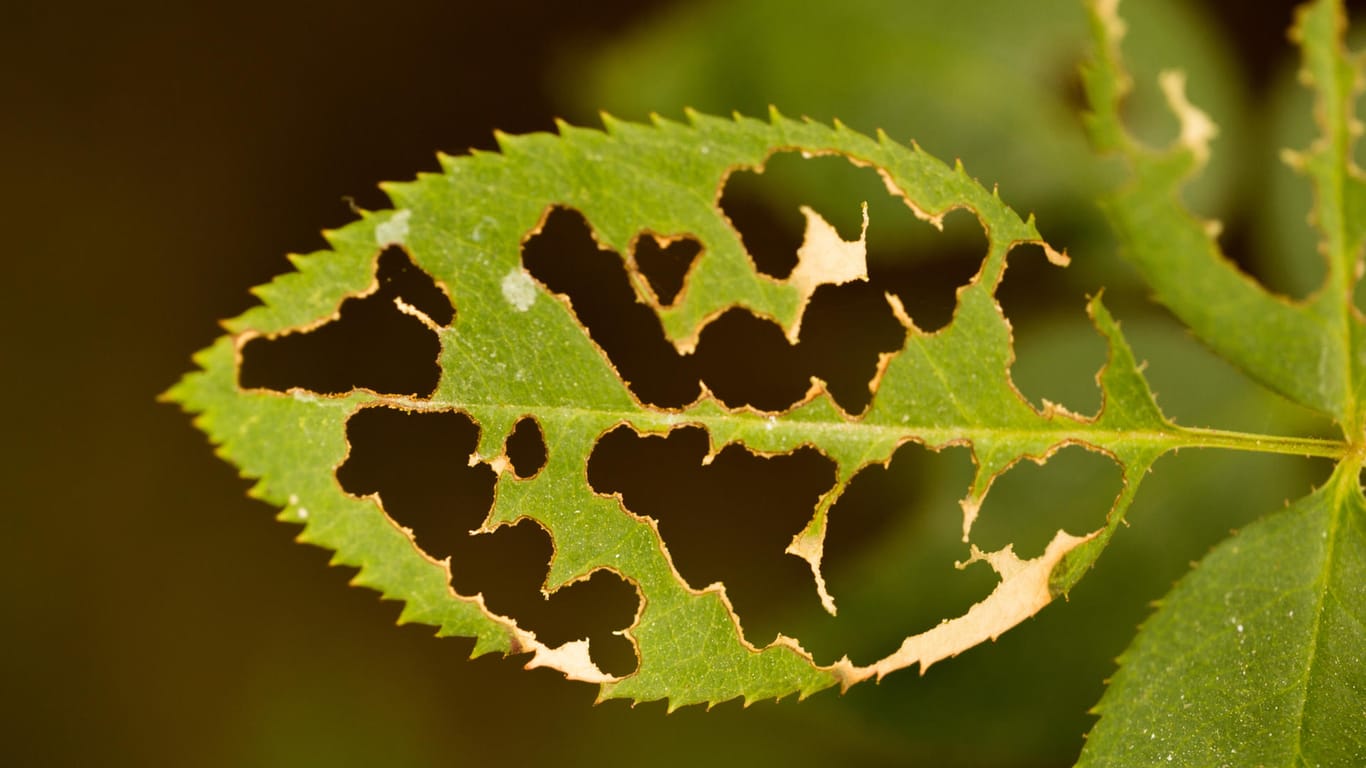Fraßschäden: Raupen, Schnecken und andere Schädlinge hinterlassen oft große Löcher an Blättern und anderen Pflanzenteilen.