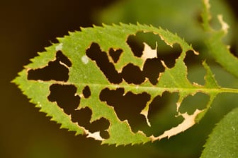 Fraßschäden: Raupen, Schnecken und andere Schädlinge hinterlassen oft große Löcher an Blättern und anderen Pflanzenteilen.