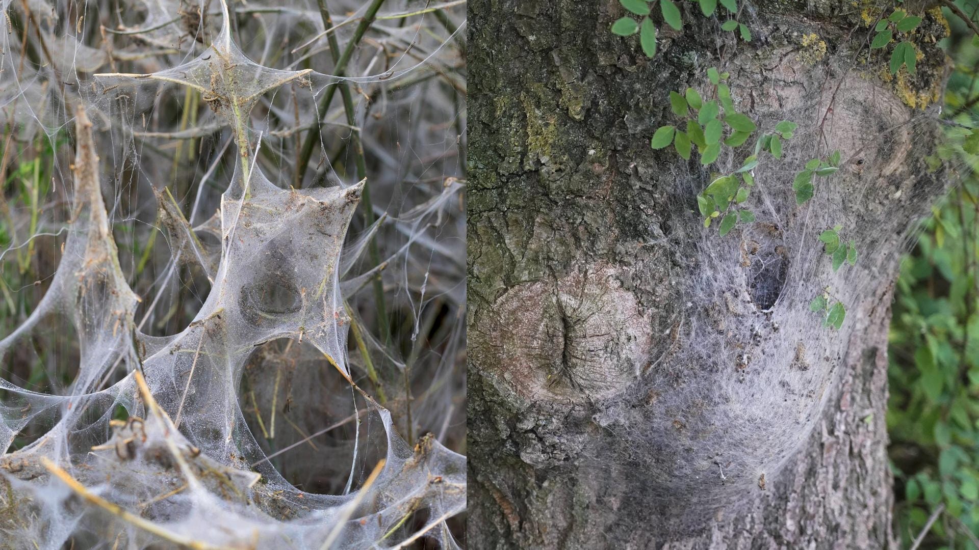 Links das Netz einer Pfaffenhütchengespinstmotte, rechts das Netz eines Eichenprozessionsspinners.