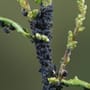 Schädlinge: So bekämpfen Sie schwarze Blattläuse an Pflanzen natürlich