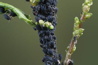 Schwarze Blattläuse: Seifenlauge kann die Schädlinge bekämpfen.