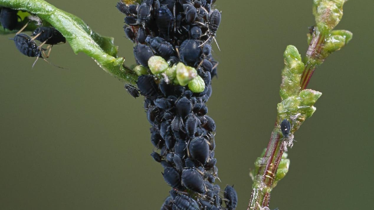 Schwarze Blattläuse: Seifenlauge kann die Schädlinge bekämpfen.