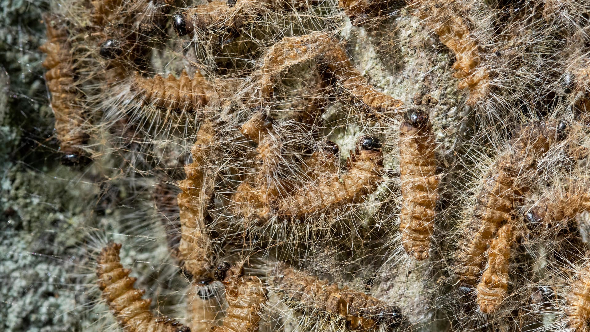 Eichenprozessionsspinner in ihrem Nest auf einem Baum.