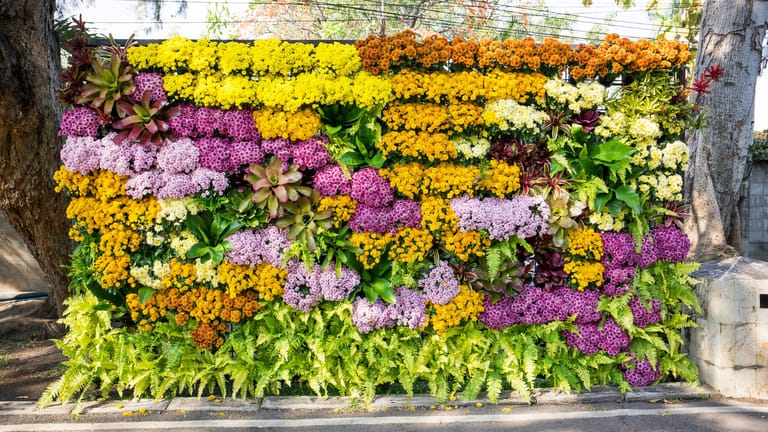 Sichtschutz: Wer es grün mag, kann einen Sichtschutz aus Rankpflanzen aufstellen oder eine Mauer mit Blumen bepflanzen.
