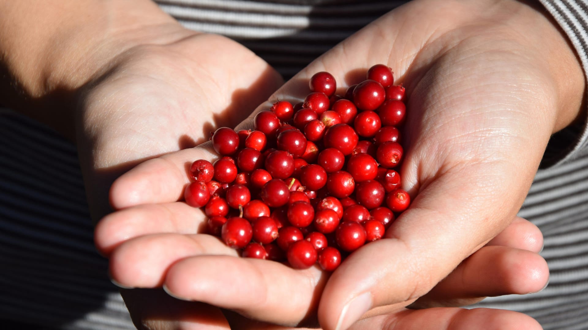 Preiselbeeren: Sie sind deutlich kleiner als Cranberrys.