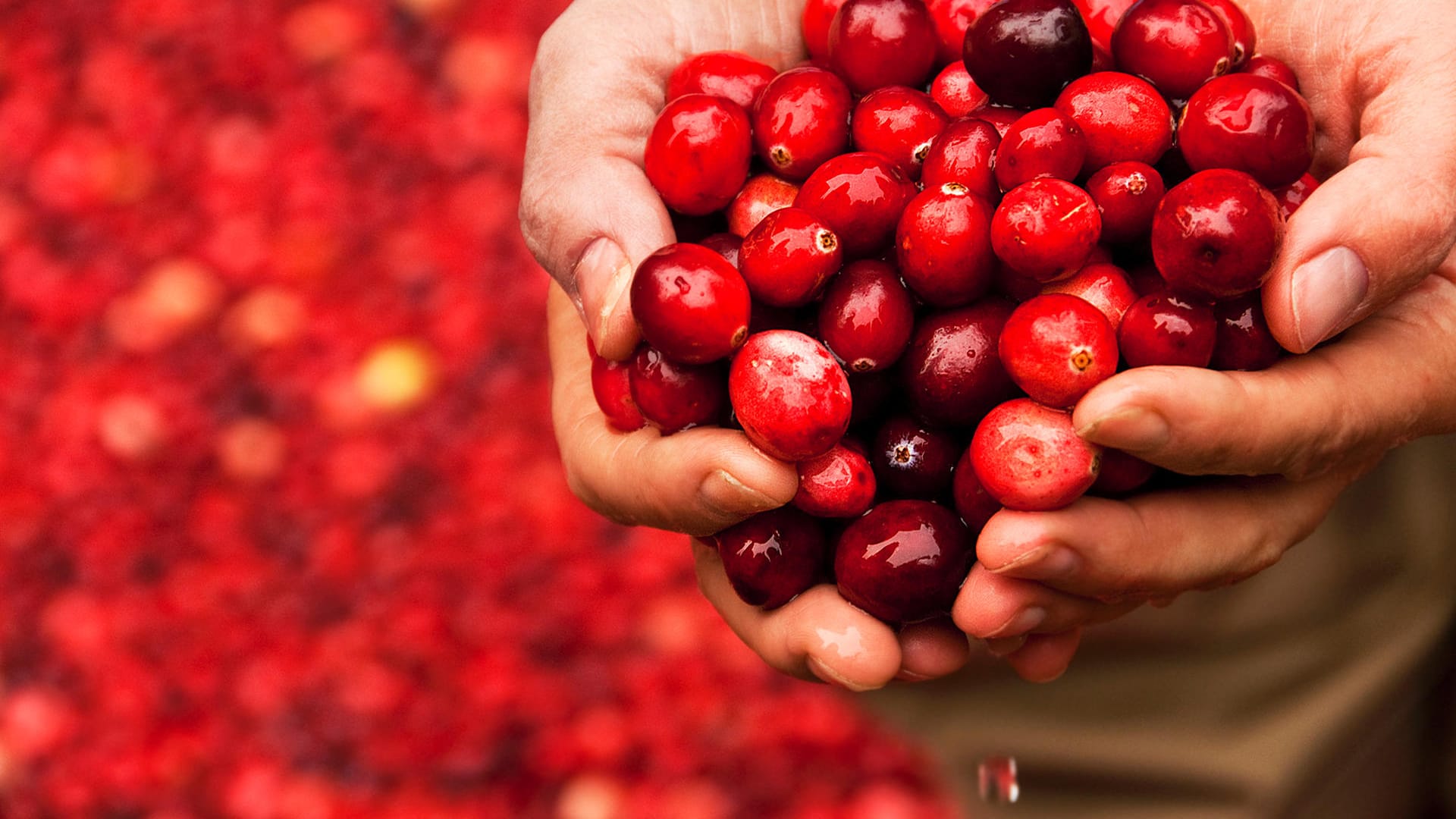 Cranberrys: Die Beeren sind etwa so groß wie Kirschen.