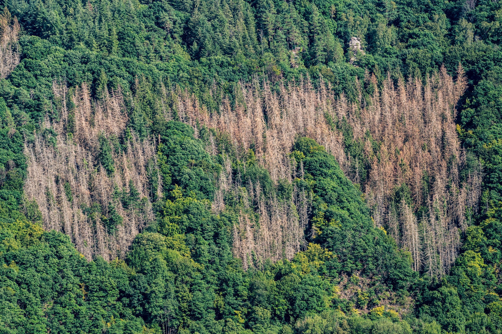 Tote Fichtenbäume im Wald: Die Bäume sind wegen Stürmen, Trockenheit und Borkenkäfern großflächig geschädigt.