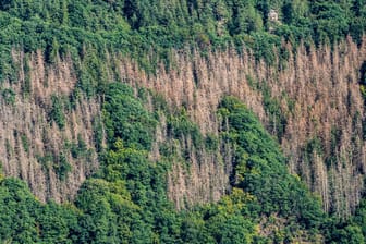 Tote Fichtenbäume im Wald: Die Bäume sind wegen Stürmen, Trockenheit und Borkenkäfern großflächig geschädigt.