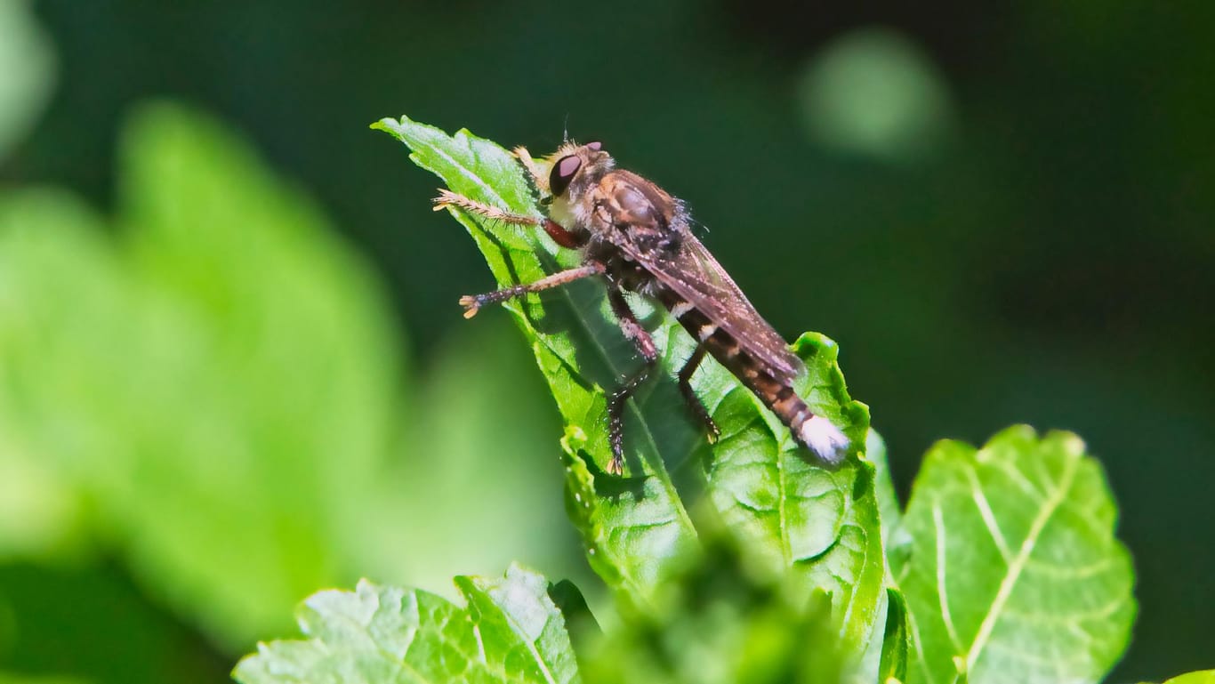 Bremse: Die Insekten sehen etwas aus wie normale Fliegen – können aber stechen.