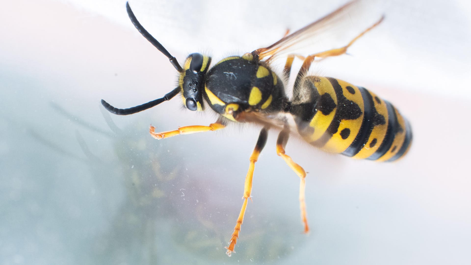 Wespe: Die Tiere sind auch nützlich, denn sie ernähren sich unter anderem von Schädlingen wie Blattläusen und Raupen.