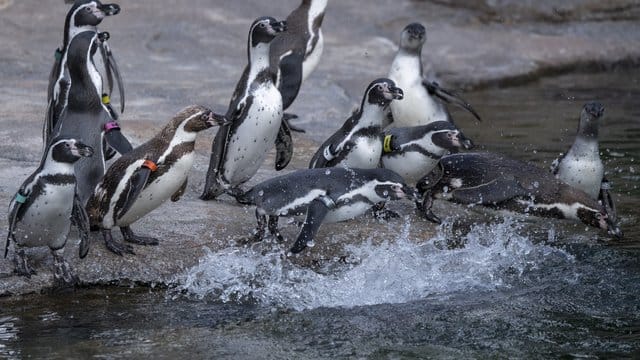 Pinguine im Zoo Frankfurt Pinguine im Zoo Frankfurt