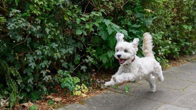 Freudiges Wiedersehen: Durch die Corona-bedingte Schließung der Grenze zwischen Deutschland und Frankreich war ein Hundebesitzer vier Monate lang von seinem Vierbeiner getrennt. Freudiges Wiedersehen: Durch die Corona-bedingte Schließung der Grenze zwischen Deutschland und Frankreich war ein Hundebesitzer vier Monate lang von seinem Vierbeiner getrennt.