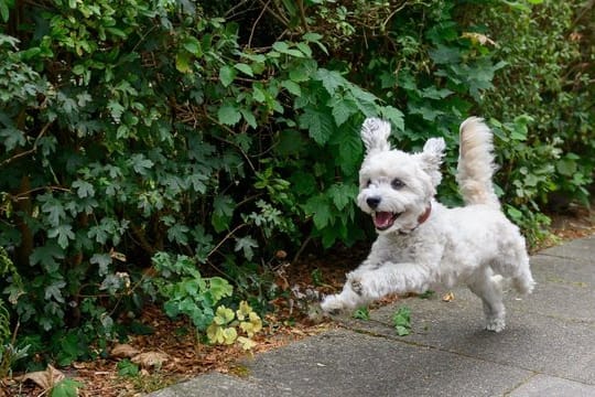 Freudiges Wiedersehen: Durch die Corona-bedingte Schließung der Grenze zwischen Deutschland und Frankreich war ein Hundebesitzer vier Monate lang von seinem Vierbeiner getrennt. Freudiges Wiedersehen: Durch die Corona-bedingte Schließung der Grenze zwischen Deutschland und Frankreich war ein Hundebesitzer vier Monate lang von seinem Vierbeiner getrennt.