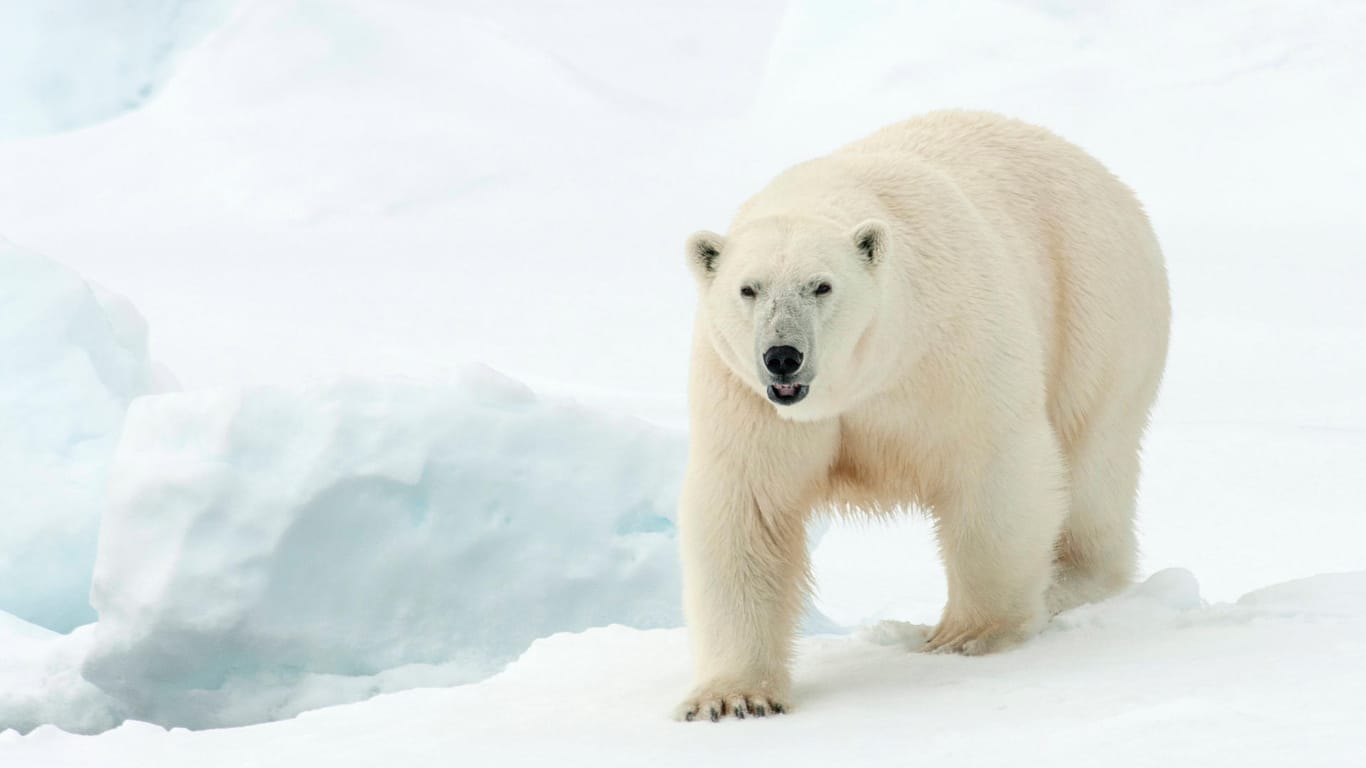 Ein Eisbär auf Spitzbergen: Ein Mann wurde von einem Tier getötet. (Symbolbild)