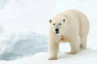 Ein Eisbär auf Spitzbergen: Ein Mann wurde von einem Tier getötet. (Symbolbild)