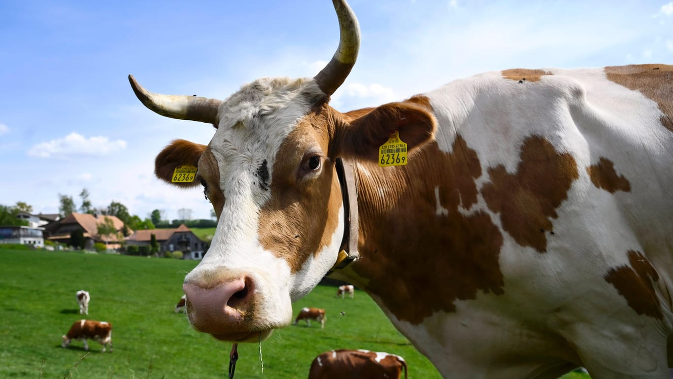 Eine Kuh auf einer Weide: Im Sauerland attackierte ein Tier zwei Menschen. (Symbolbild)