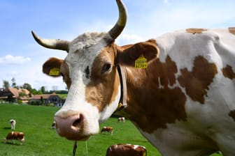 Eine Kuh auf einer Weide: Im Sauerland attackierte ein Tier zwei Menschen. (Symbolbild)