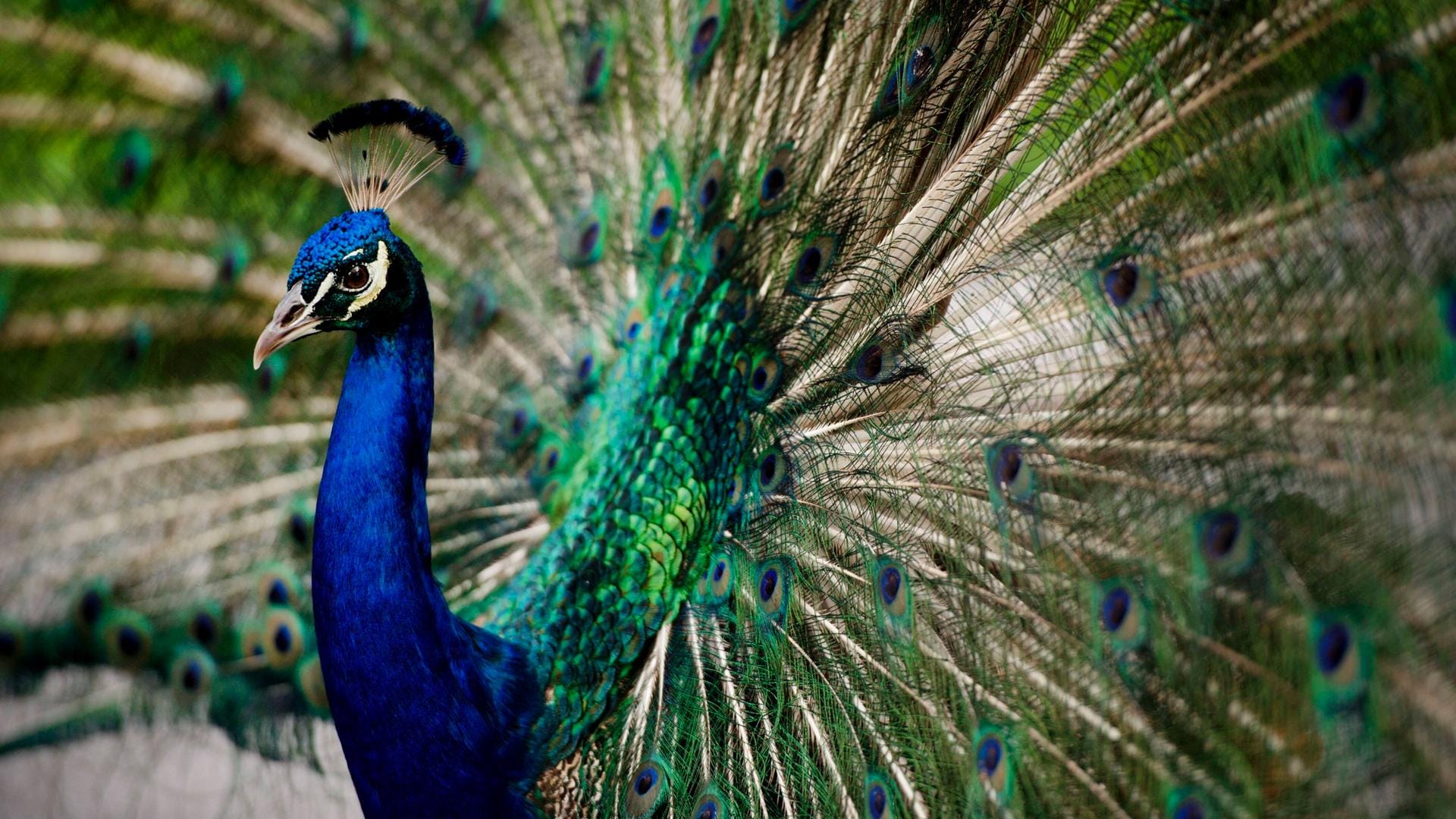 Ein Pfau: In Schwaben ist ein Vogel von einem Mann getötet worden. (Symbolbild)