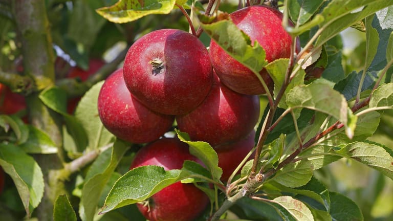 Apfelsorte 'Elstar': Sie ist eine der beliebtesten Apfelsorten in Deutschland.
