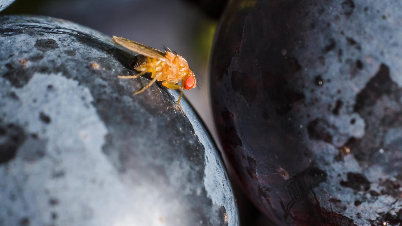 Kirschessigfliege (Drosophila suzukii): Sie legt ihre Eier auch in Pflaumen.