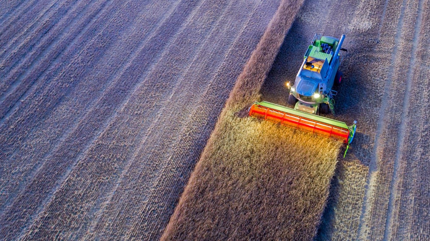Mähdrescher ernten nach Sonnenuntergang ein Roggenfeld ab: Die Getreideernte fällt in diesem Jahr geringer aus als 2019.