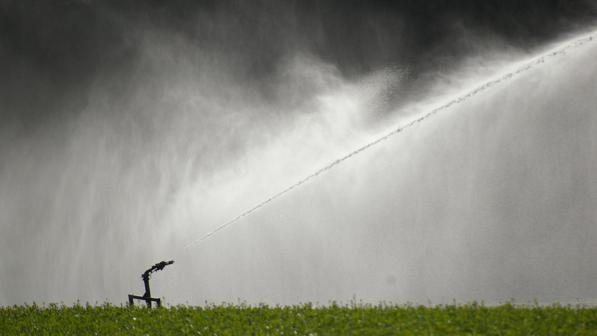 Wasserverregnung auf einem Feld: Die Wolfsburger Entwässerungsbetriebe setzen verstärkt auf Wasserrecycling.