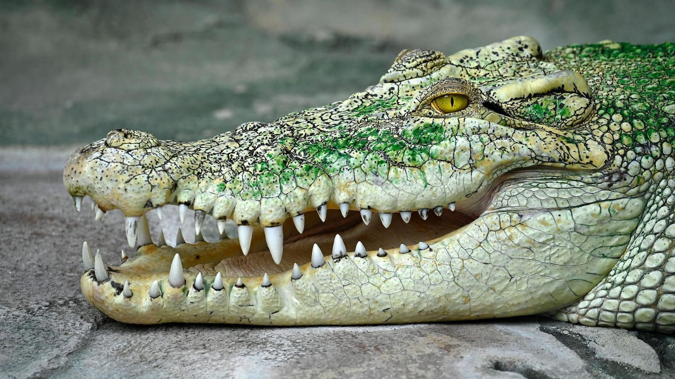 Krokodil: In Sachsen-Anhalt gab es eine Suchaktion, weil Passanten eines der Tiere entdeckt haben sollen (Symbolbild).