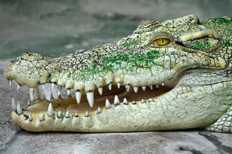 Krokodil: In Sachsen-Anhalt gab es eine Suchaktion, weil Passanten eines der Tiere entdeckt haben sollen (Symbolbild).