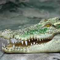 Krokodil: In Sachsen-Anhalt gab es eine Suchaktion, weil Passanten eines der Tiere entdeckt haben sollen (Symbolbild).