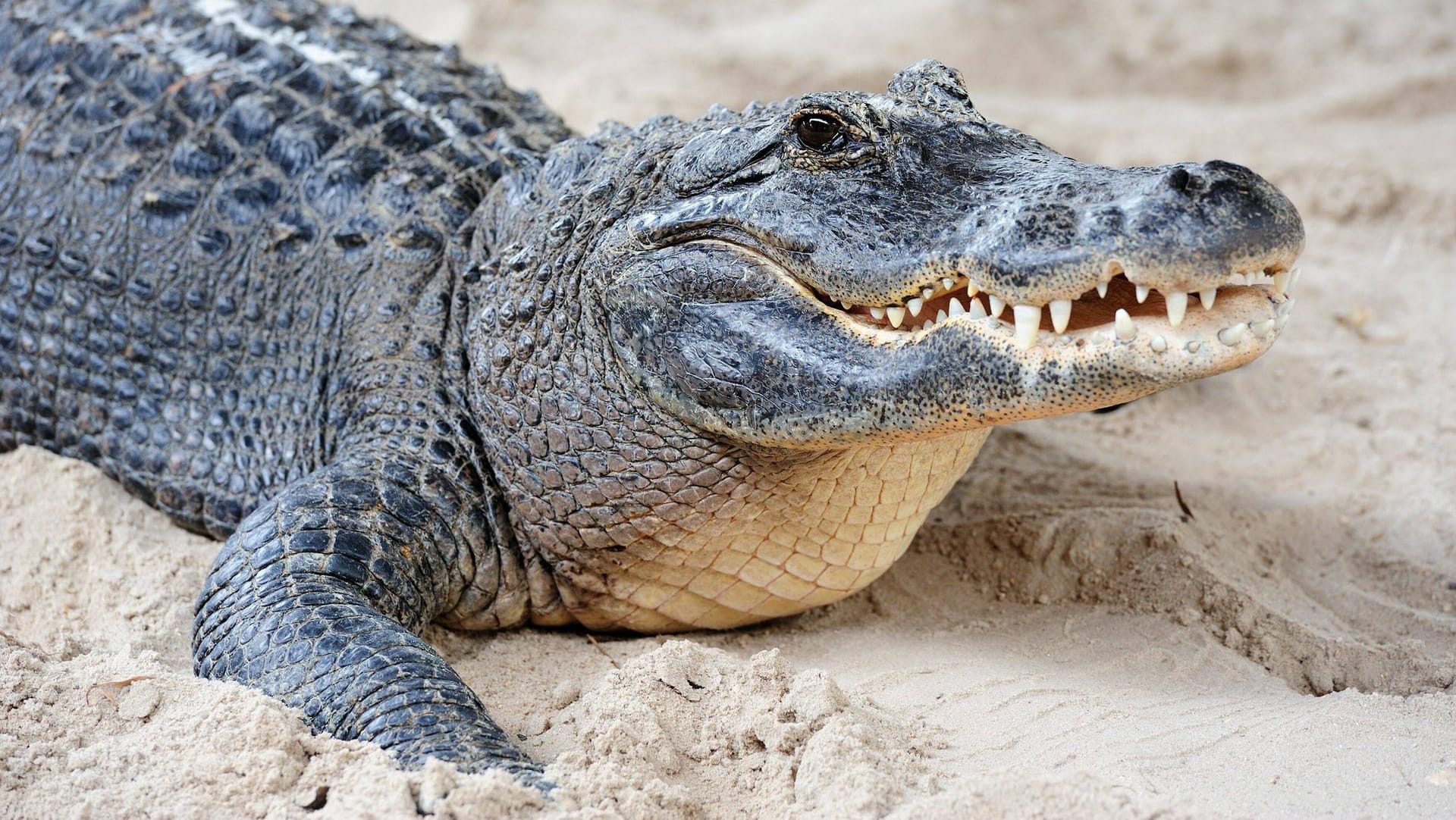 Krokodilsuche in Sachsen-Anhalt: Ein gesichtetes Tier sorgte nun auch für Badeverbot in der Unstrut (Symbolbild).